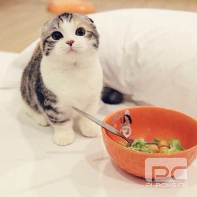 如何防止貓咪挑食 貓咪挑食解決辦法