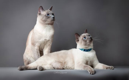 暹羅貓怎么養 暹羅貓飼養方法