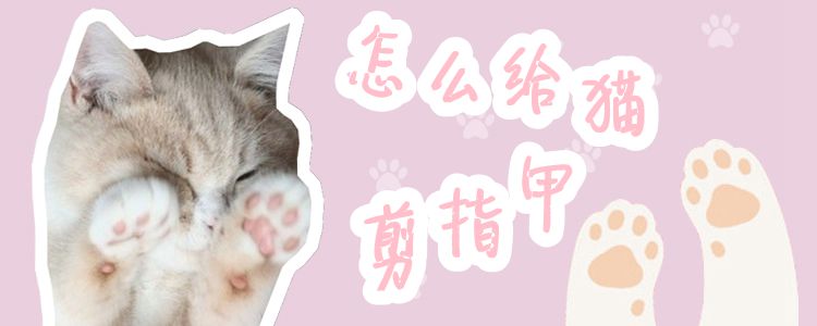 怎么給貓剪指甲