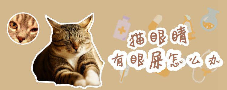 貓眼睛有眼屎怎么辦