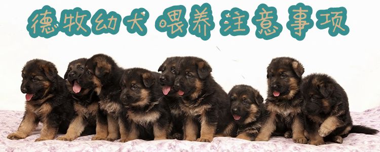 德牧幼犬喂養注意事項