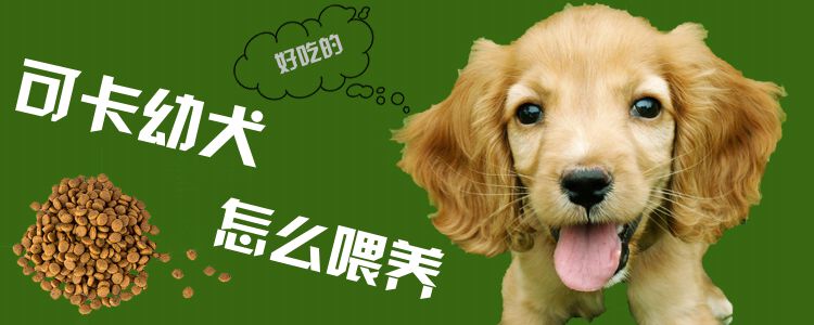 可卡幼犬怎么養