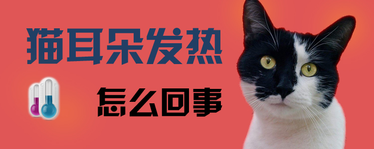 貓耳朵發熱怎么回事