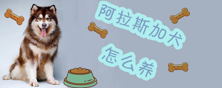 阿拉斯加犬怎么養