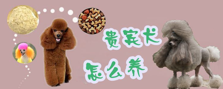 貴賓犬怎么養