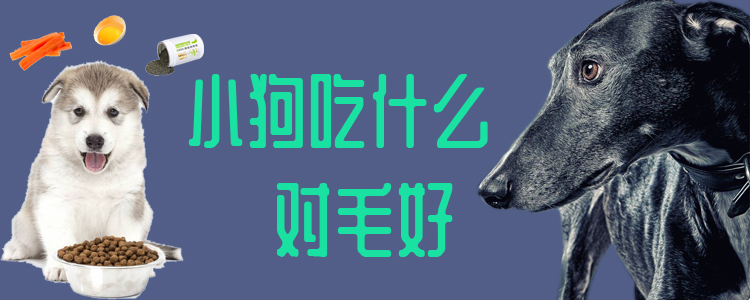 小狗吃什么對毛好
