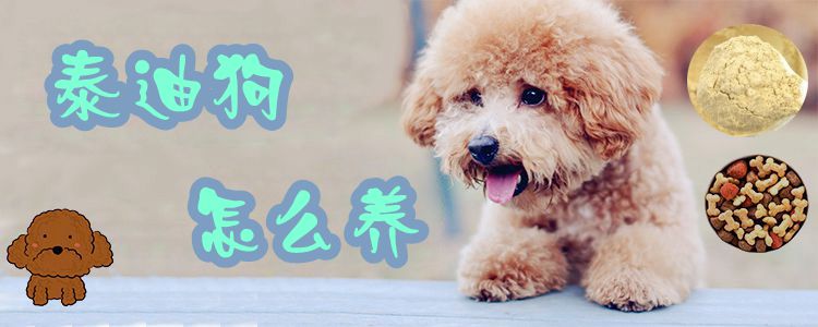 泰迪狗怎么養