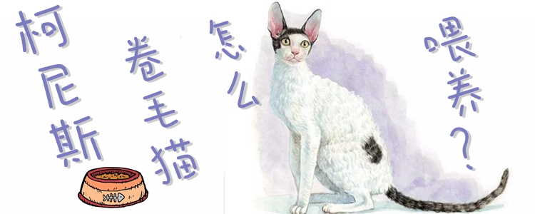 柯尼斯卷毛貓怎么喂養(yǎng)