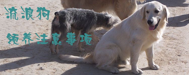 流浪狗領(lǐng)養(yǎng)注意事項(xiàng)