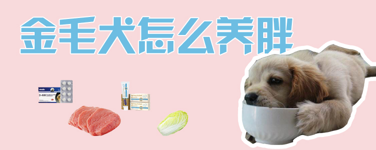 金毛犬怎么養(yǎng)胖