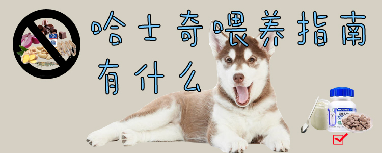 哈士奇喂養指南有什么