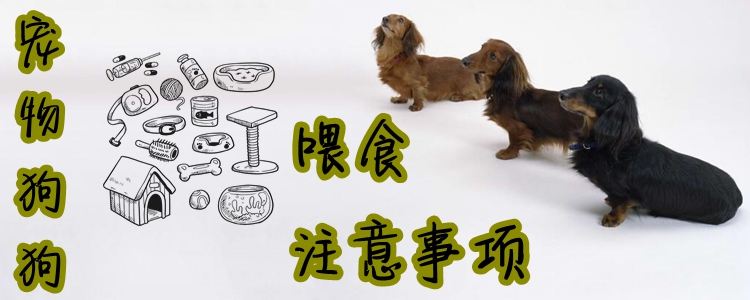 寵物狗狗喂食注意事項(xiàng)