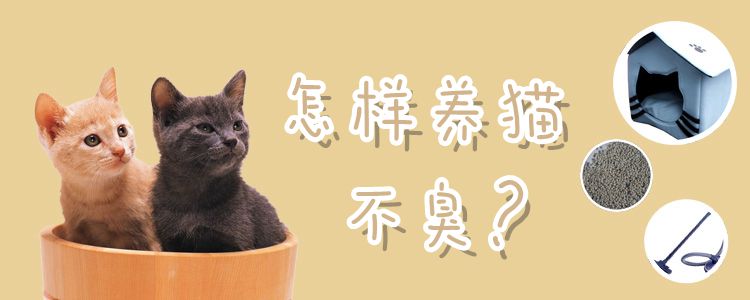 怎樣養(yǎng)貓不臭