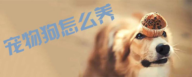寵物狗怎么養