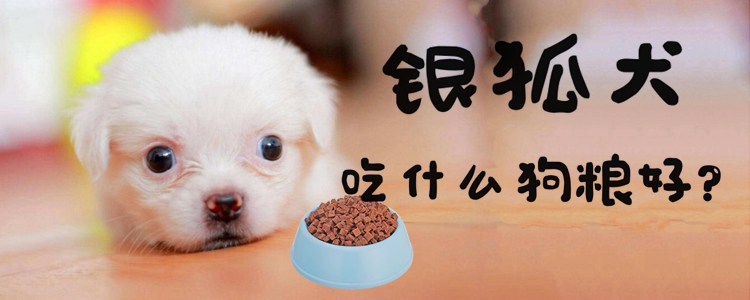 銀狐犬吃什么狗糧好