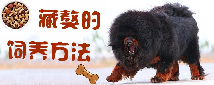 藏獒的飼養(yǎng)方法1
