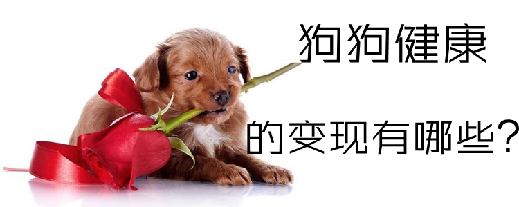 狗狗健康的表現有哪些