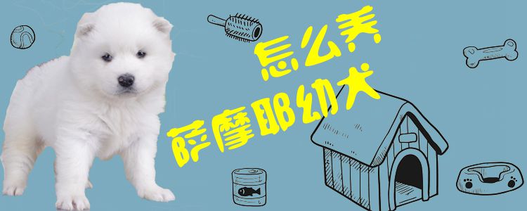 怎么養薩摩耶幼犬1