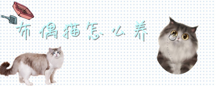 布偶貓怎么養