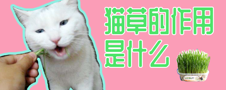 貓草的作用是什么