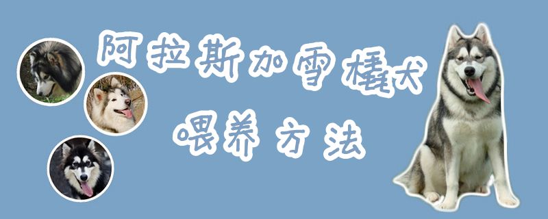 阿拉斯加雪橇犬喂養方法