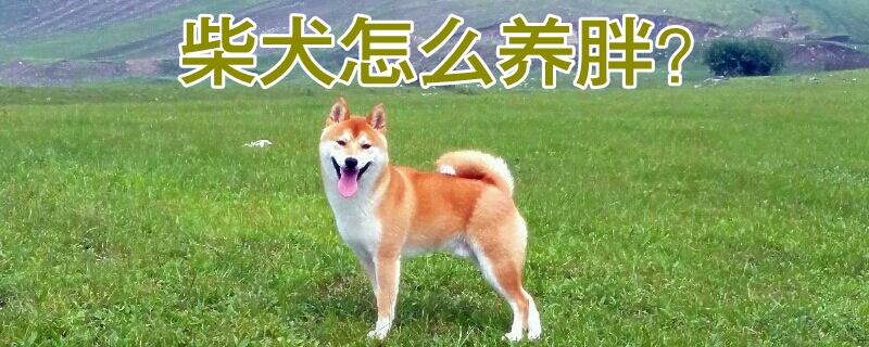 柴犬怎么養胖