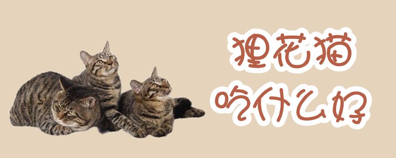 貍花貓吃什么好