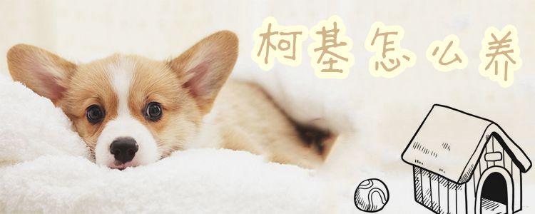 柯基怎么養1