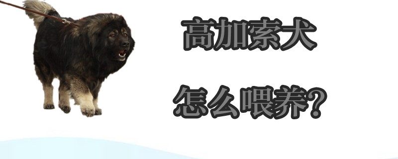 高加索犬怎么喂養(yǎng)