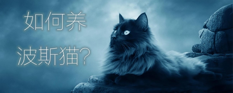 如何養(yǎng)波斯貓