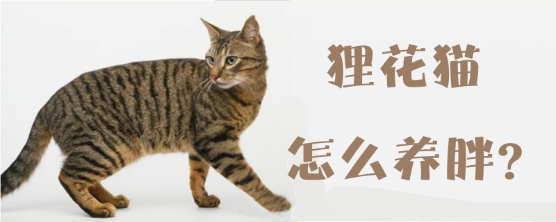 貍花貓怎么養胖