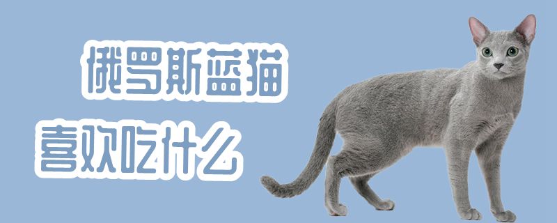 俄羅斯藍貓喜歡吃什么