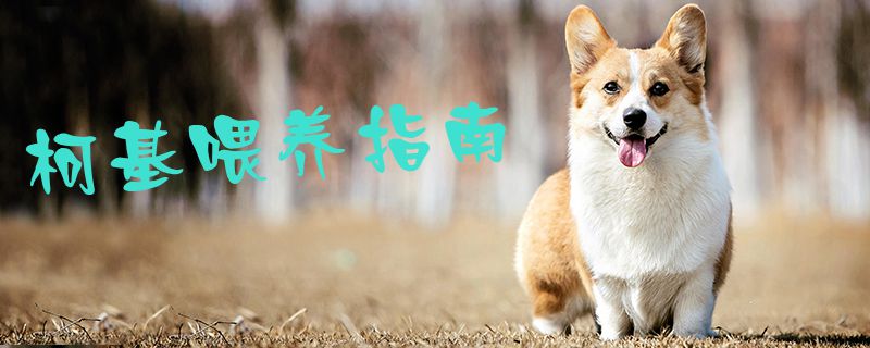 柯基喂養指南1
