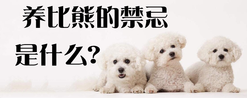 養(yǎng)比熊的禁忌是什么