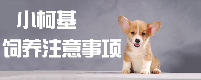 小柯基飼養(yǎng)注意事項1