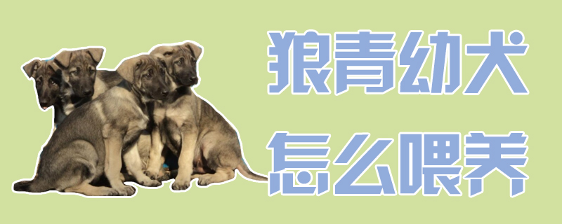 狼青幼犬怎么喂養