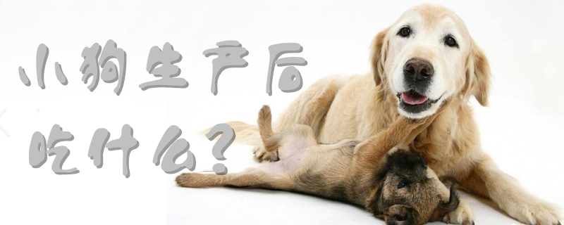 小狗生產(chǎn)后吃什么