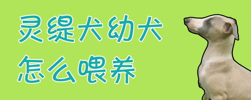 靈緹犬幼犬怎么喂養