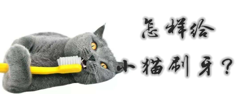 怎樣給小貓刷牙