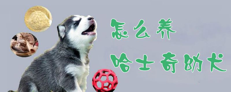 怎么養哈士奇幼犬1