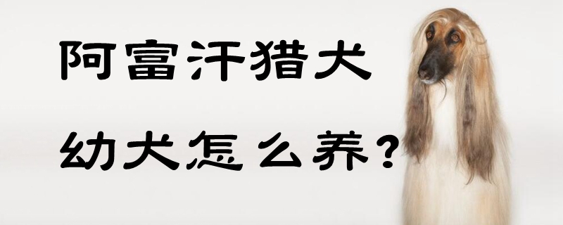 阿富汗獵犬幼犬怎么養(yǎng)