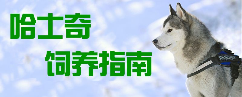 哈士奇飼養(yǎng)指南1