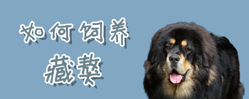 如何飼養藏獒
