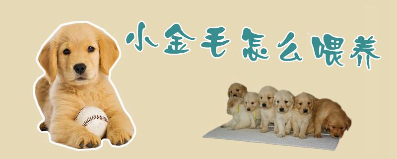 小金毛怎么喂養1