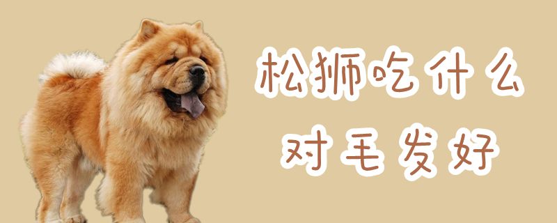 松獅吃什么對毛發好