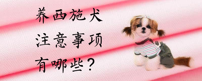 養西施犬的注意事項有哪些