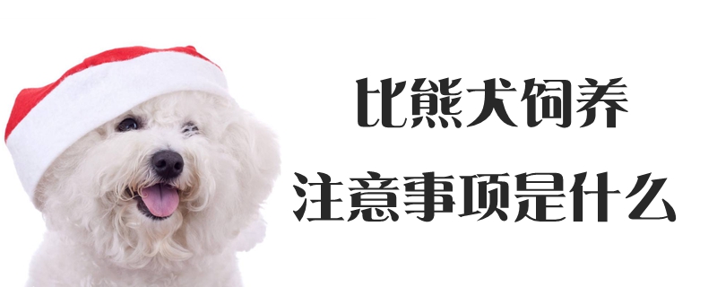 比熊犬飼養(yǎng)注意事項(xiàng)是什么