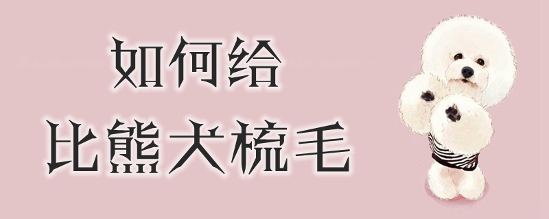 如何給比熊犬梳毛