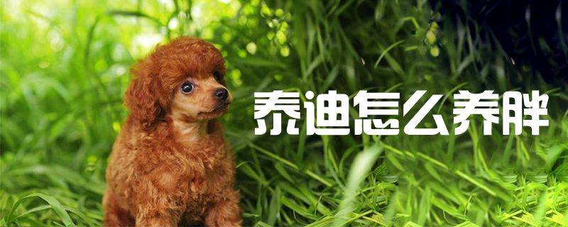 泰迪怎么養胖1