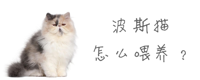 波斯貓怎么喂養(yǎng)